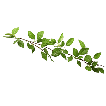 A branch of a plant with green leaves on transparent background png