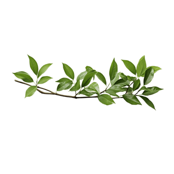 A branch of a plant with green leaves on transparent background png