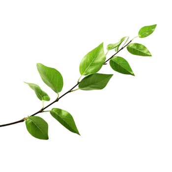 A branch of a plant with green leaves on transparent background png
