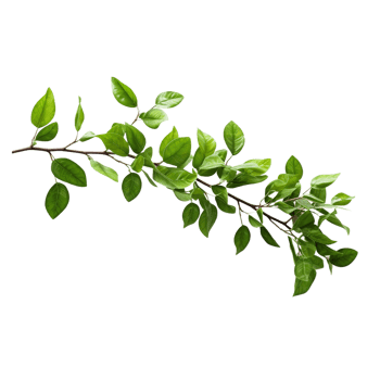 A branch of a plant with green leaves on transparent background png