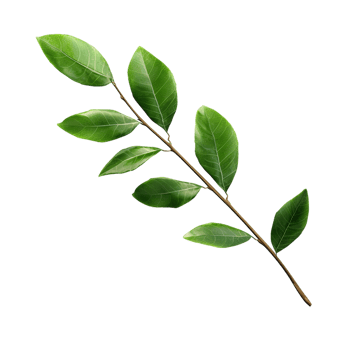 A branch of a plant with green leaves on transparent background png