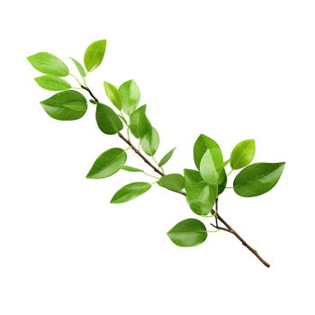 A branch of a plant with green leaves on transparent background png