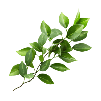 A branch of a plant with green leaves on transparent background png