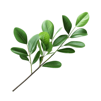 A branch of a plant with green leaves on transparent background png