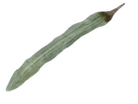 watercolor moringa stick herb isolaed on background png