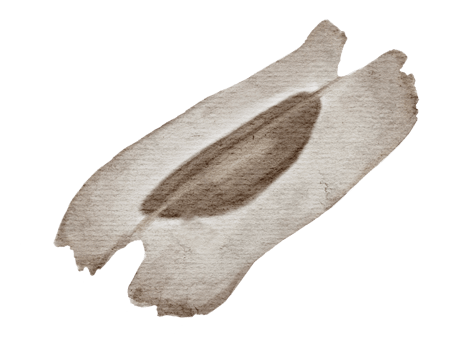 dried moringa seed in watercolor isolated on background png