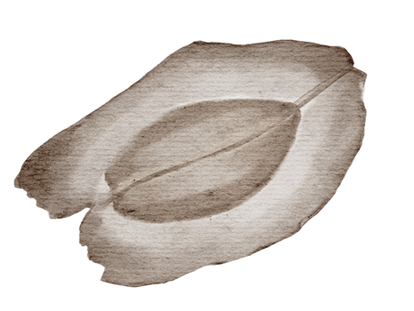 Moringa seed dried by watercolor handdrawn isolated on background png