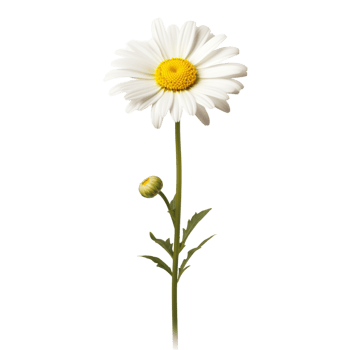 Daisy flower on transparent background png
