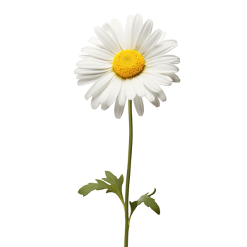 Daisy flower on transparent background png