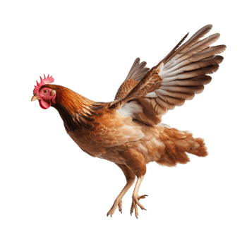 Flying hen on transparent background png