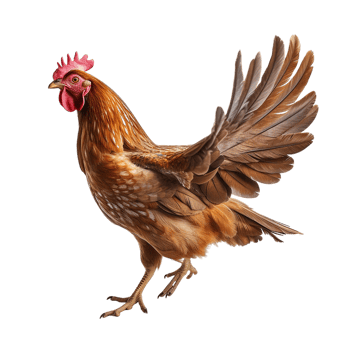 Flying hen on transparent background png