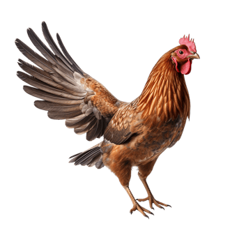 Flying hen on transparent background png