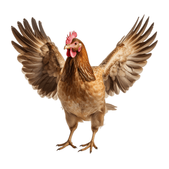 Flying hen on transparent background png