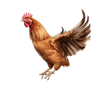 Flying hen on transparent background png