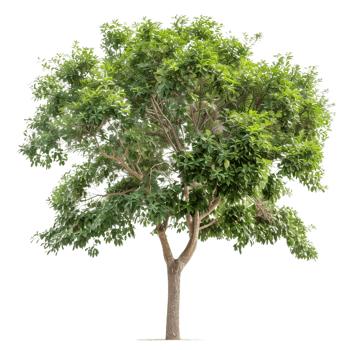 a tree with green leaves on a transparent background png