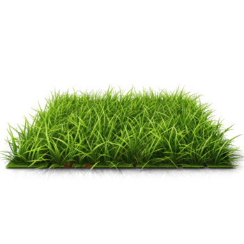 green grass on a round plate, isolated on transparent background png