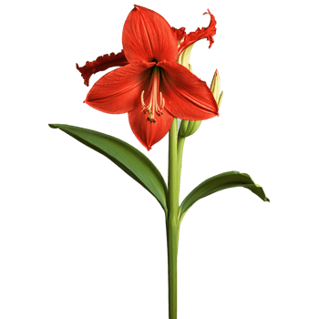 Red amaryllis large trumpet shaped flowers prominent stamens Hippeastrum puniceum be png