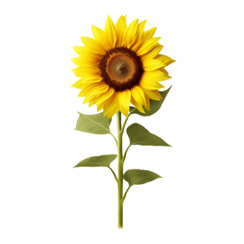 Sunflower flower on transparent background png