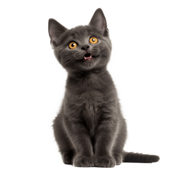 a gray kitten sitting on transparent background png