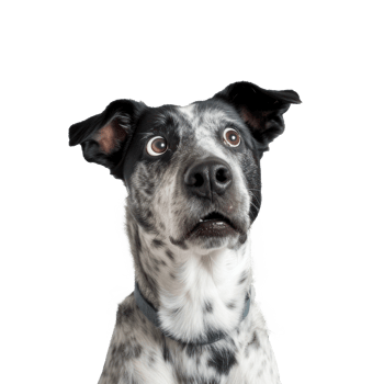 a dog is flying in the air with its mouth open on transparent background png