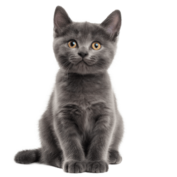 a gray kitten sitting on transparent background png