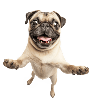 a pug dog is standing on its hind legs on transparent background png