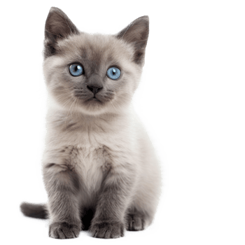 a kitten with blue eyes sitting on transparent background png