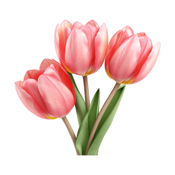 Tulip flowers on transparent background png
