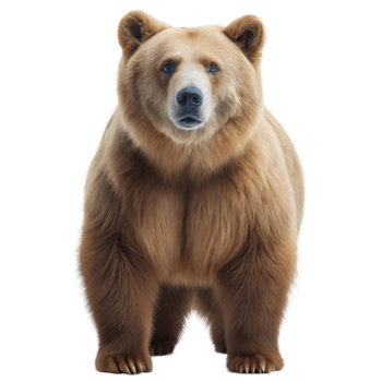 Front view of a brown bear standing upright on its hind legs, looking directly at the camera, isolated on a transparent background. png