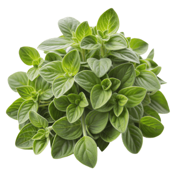 Bunch of fresh oregano leaves, vibrant green and aromatic, isolated on a transparent background. png