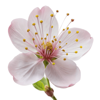 Pink cherry blossom flowers in full bloom on a transparent background png