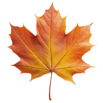 Detailed image of an autumn maple leaf on a transparent background png