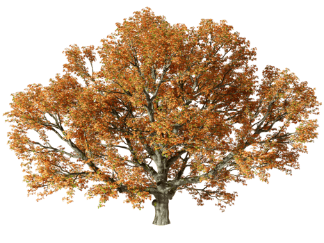 Giant big tree autumn leaf standing on transparent backgrounds 3d render png