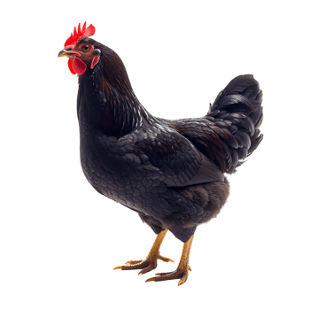 Striking Guinea Fowl Featuring Speckled Feathers png