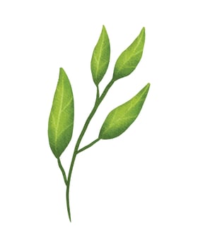 a green leaf on a white background vector