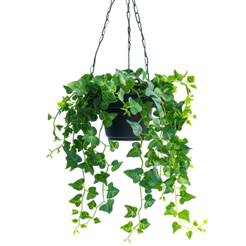 A hanging ivy plants on pot on a transparent background png