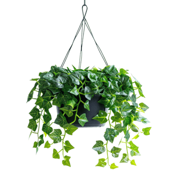 A hanging ivy plants on pot on a transparent background png