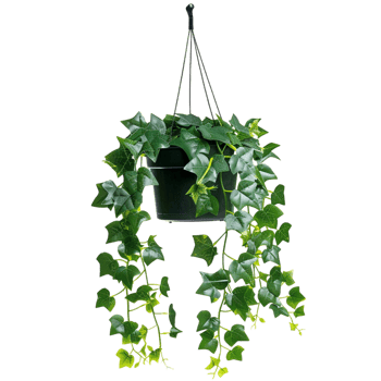 A hanging ivy plants on pot on a transparent background png