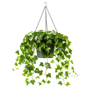 A hanging ivy plants on pot on a transparent background png