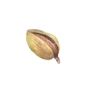Green Almonds in the Shell Watercolor kernel botanical illustrations with nuts Organic vegetarian Food. Healthy harvest unpeeled fruit clipart on isolated background for product, cosmetic label design png