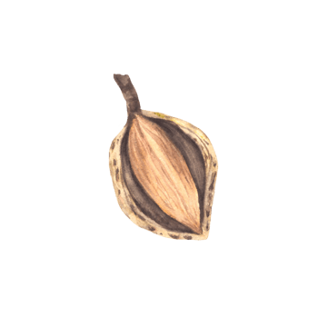 Almonds in the Shell Watercolor kernel botanical illustrations with nutshell. Organic vegetarian Food. Healthy harvest unpeeled fruit clipart on isolated background for snack product, cosmetic, label. png