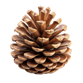 Close-Up Image Of Pine Cone On Transparent Background png