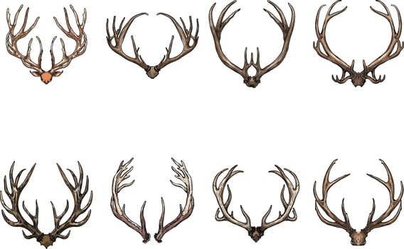 antler illustration isolated on white background. vector