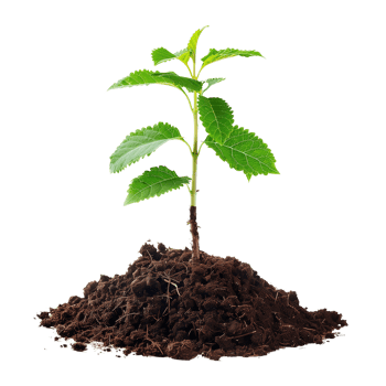 A small tree saplings emerging from rich brown soil, isolated on a transparent background png