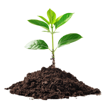 A small tree saplings emerging from rich brown soil, isolated on a transparent background png
