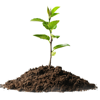 A small tree saplings emerging from rich brown soil, isolated on a transparent background png