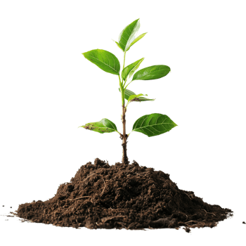 A small tree saplings emerging from rich brown soil, isolated on a transparent background png