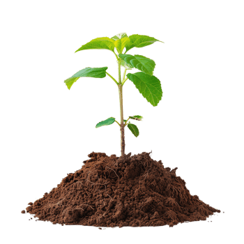 A small tree saplings emerging from rich brown soil, isolated on a transparent background png