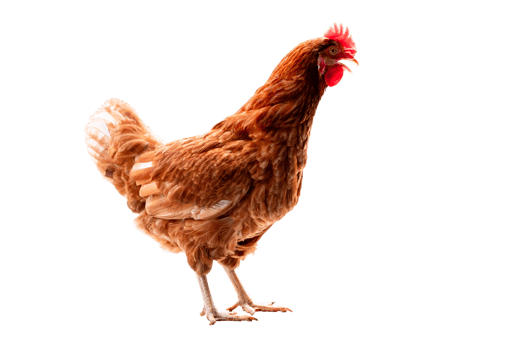 Chicken, Full body of brown chicken hen standing isolated transparent background, Laying hens farmers concept. File png