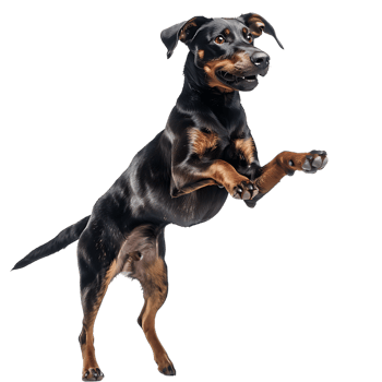 Isolated dog jumping on transparent background png